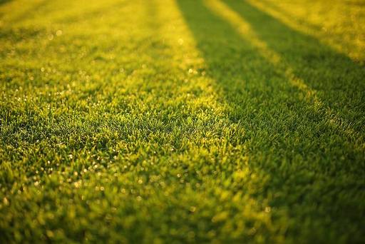 Looking to Revive a Dull and Patchy Lawn?